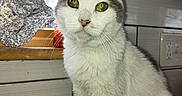 Missykitty is registered to the contest to win money with this photo: cat, white_cat, green_eyes, kitchen, window, daylight, counter, sponge, tile_wall, outlet, domestic_animal, pet, feline, curious, indoor, close_up, fur, whiskers, ears, portrait