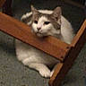 Missykitty joined the competition — help win amazing prizes! cat, animal, pet, feline, chair, wood, floor, resting, indoor, blur, gray, white, paw, head, legs, cozy, quiet, contemplative, furniture, home