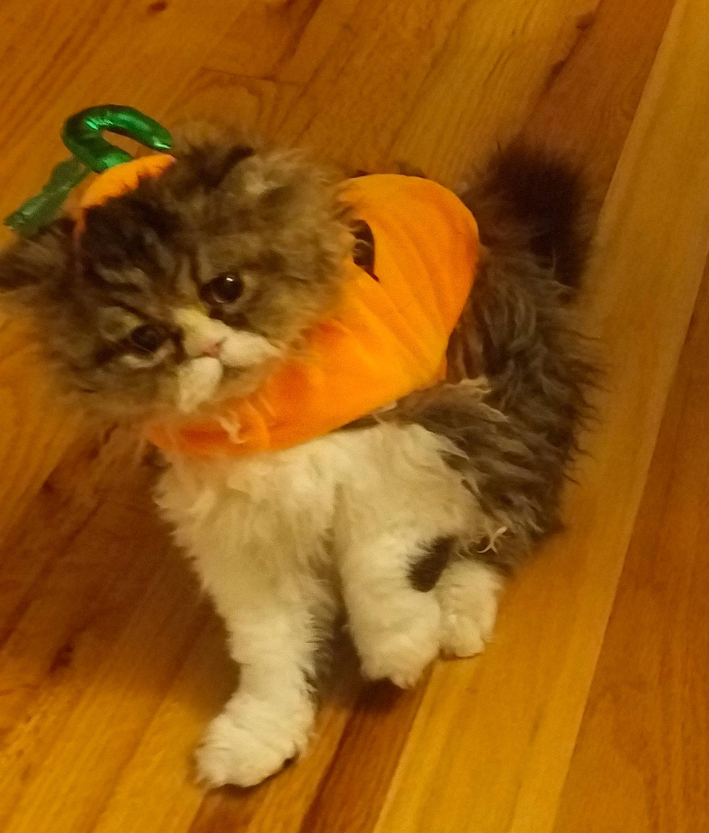 Quigley joined the competition — help win amazing prizes! american_curl, british_longhair, carnivore, cat, domestic_long_haired_cat, fawn, felidae, fur, kitten, maine_coon, mammal, norwegian_forest_cat, persian, small_to_medium_sized_cats, tail, whiskers