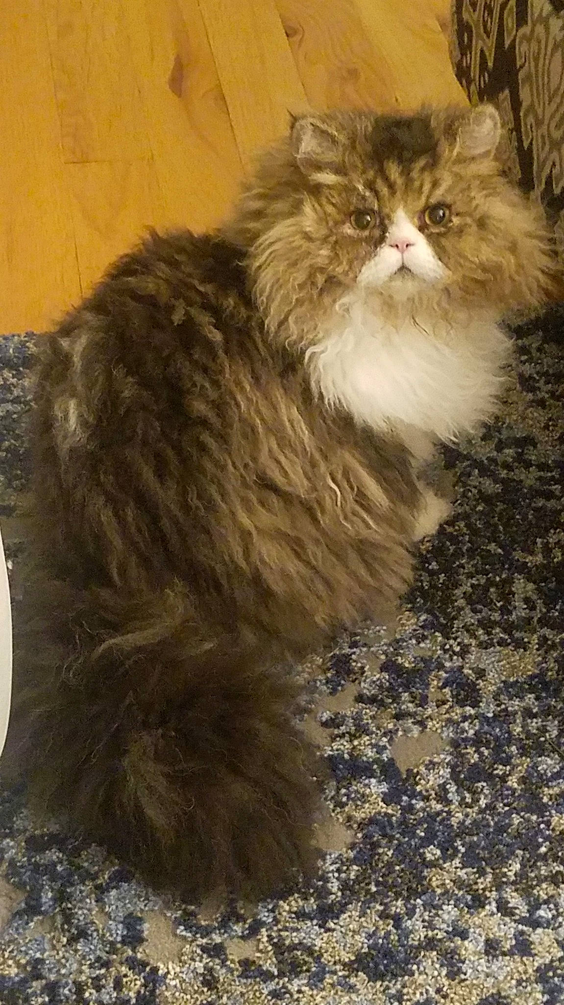 Quigley is registered to the contest to win money with this photo: asian_semi_longhair, british_longhair, british_semi_longhair, carnivore, cat, cymric, domestic_long_haired_cat, felidae, fur, maine_coon, mammal, napoleon_cat, norwegian_forest_cat, persian, ragamuffin, siberian, small_to_medium_sized_cats, vertebrate, whiskers, wild_cat