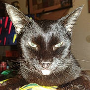 Sissy is registered to the contest to win money with this photo: animal, black_cat, cat, claws, close_up, cute, domestic_cat, ears, expression, eyes, face, feline, fur, indoor, mischievous, pet, portrait, staring, tongue_out, whiskers