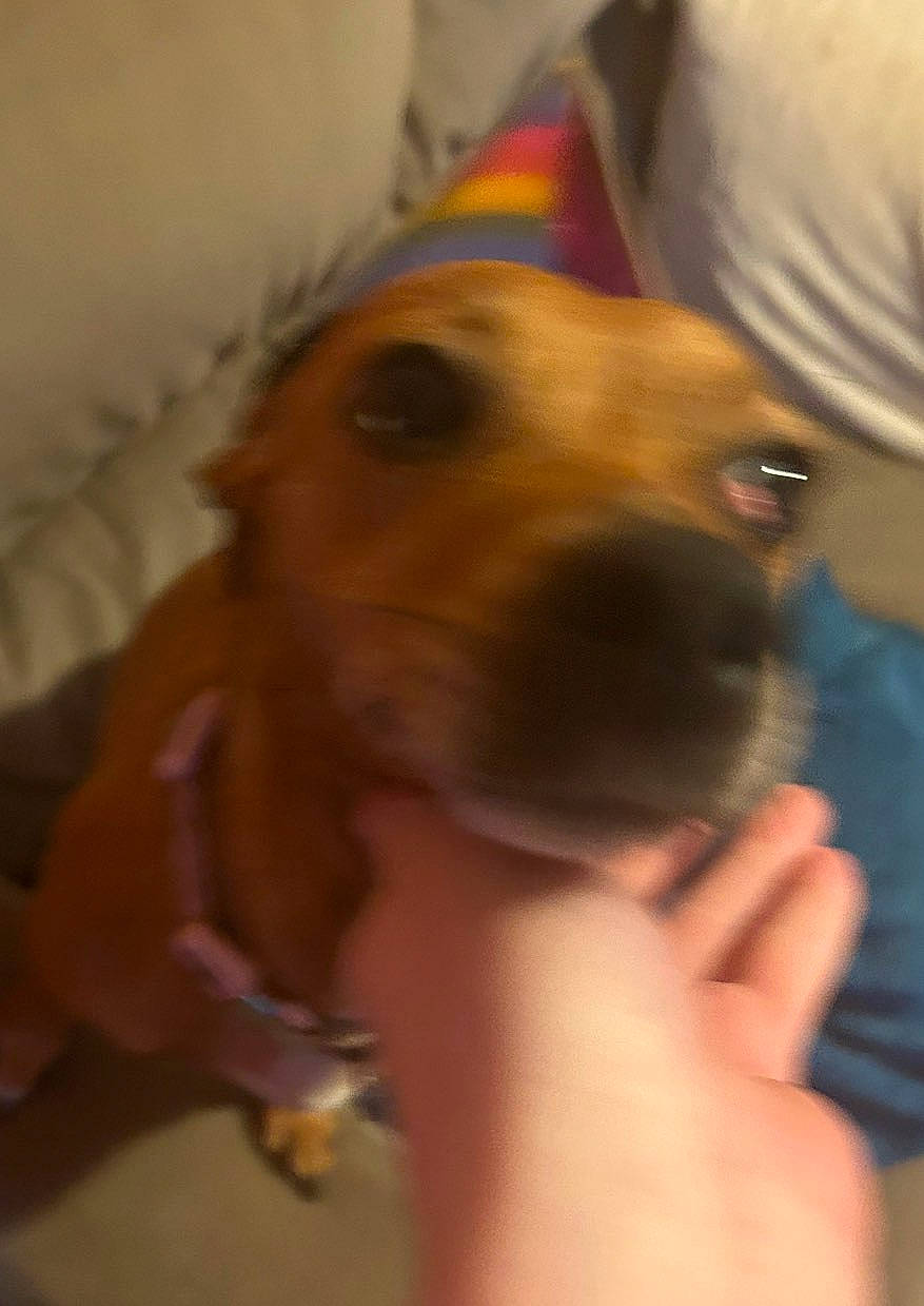 Skye is registered to the contest to win money with this photo: canidae, carnivore, collar, companion_dog, dog, dog_breed, dog_supply, ear, fawn, fur, gesture, jaw, nail, non_sporting_group, paw, puppy_love, snout, sporting_group, whiskers, working_animal