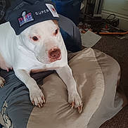 Bella joined the competition — help win amazing prizes! dog, white_dog, hat, super_bowl, blanket, indoor, carpet, pet, animal, resting, canine, claws, couch, casual, headwear, fur, domestic, relaxed, side_view, brown_nose