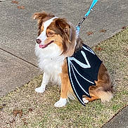 Theo joined the competition — help win amazing prizes! dog, costume, bat_wings, leash, grass, sidewalk, outdoor, pet, brown_and_white, happy, sitting, animal, fall_leaves, rocks, daylight, cute, fur, canine, playful, walking