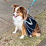 dog, costume, bat_wings, leash, grass, sidewalk, outdoor, pet, brown_and_white, happy, sitting, animal, fall_leaves, rocks, daylight, cute, fur, canine, playful, walking