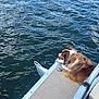 Theo joined the competition — help win amazing prizes! dog, water, boat, lake, outdoor, pet, relaxing, fur, tongue, sunlight, metal, reflection, blue, nature, canine, leisure, side_view, daytime, dock, calm