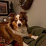 Theo joined the competition — help win amazing prizes! dog, brown, white, fluffy, pet, indoor, quilt, blanket, couch, home, decor, picture_frame, wall_art, relaxed, animal, fur, ears, face, paw, comfort