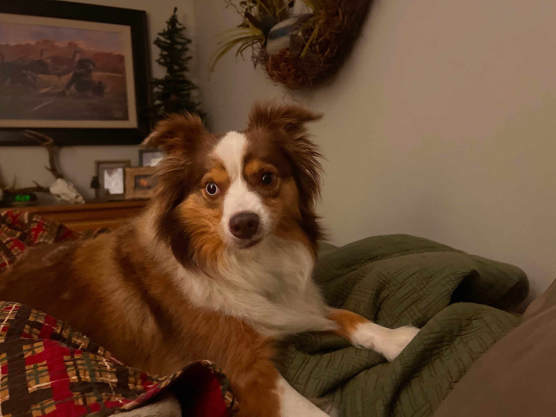 Theo joined the competition — help win amazing prizes! dog, brown, white, fluffy, pet, indoor, quilt, blanket, couch, home, decor, picture_frame, wall_art, relaxed, animal, fur, ears, face, paw, comfort