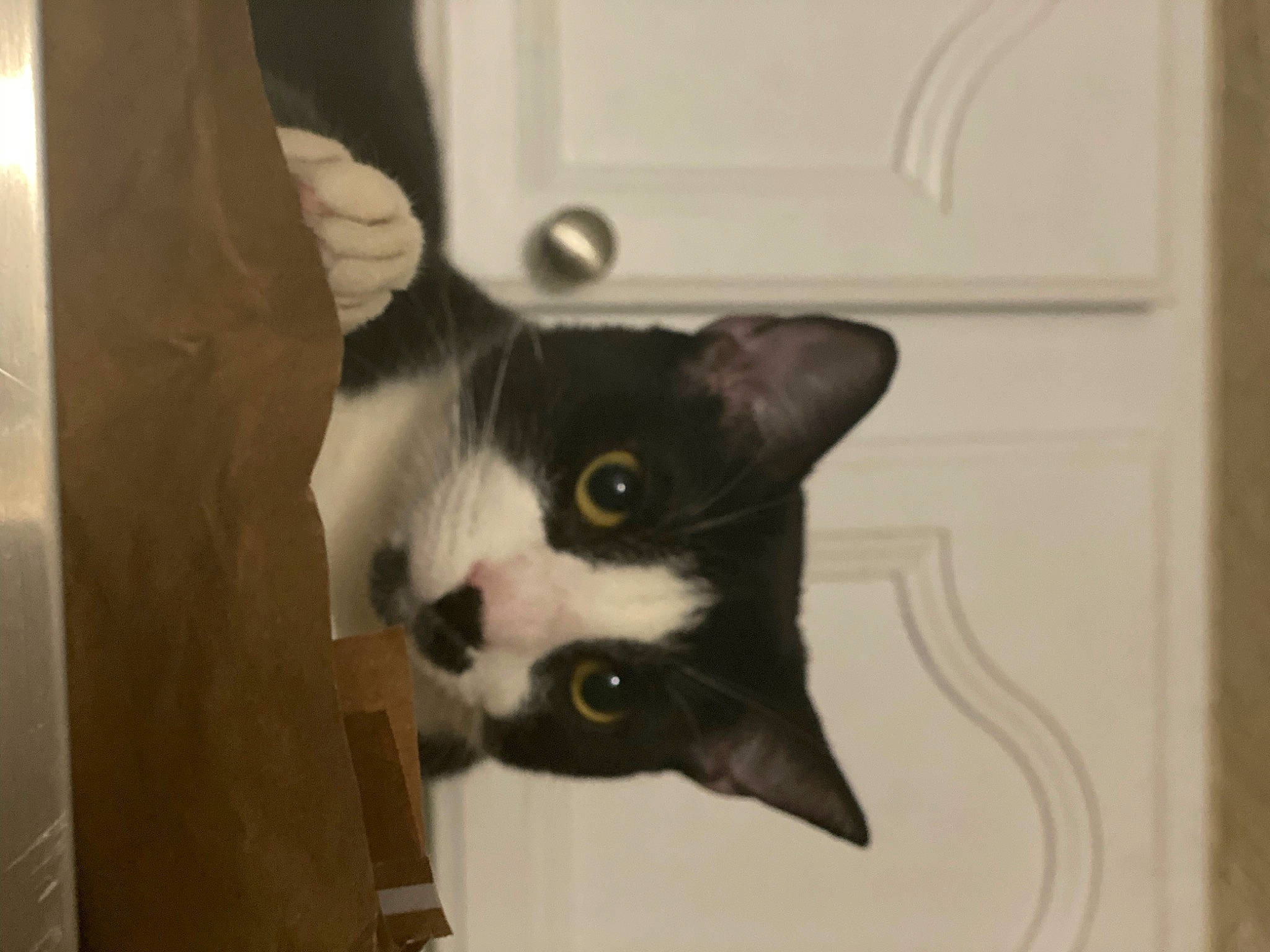 Spidey Aka Spider joined the competition — help win amazing prizes! carnivore, cat, domestic_short_haired_cat, eye, felidae, formal_wear, fur, hardwood, paper_product, room, small_to_medium_sized_cats, snout, stairs, tail, whiskers, window, wood