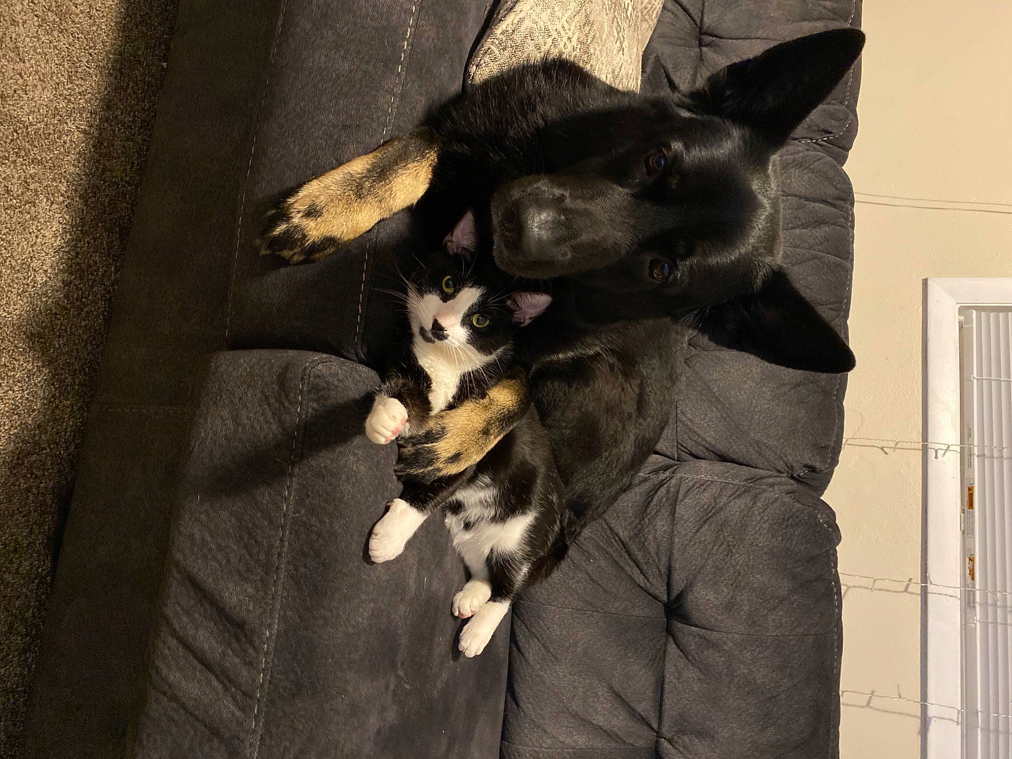 Spidey Aka Spider joined the competition — help win amazing prizes! beard, black_cat, canidae, carnivore, cat, comfort, companion_dog, dog_breed, domestic_short_haired_cat, felidae, formal_wear, fur, grey, sitting, small_to_medium_sized_cats, snout, sporting_group, tail, whiskers, wood