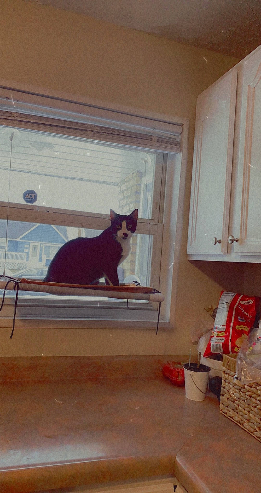 Spidey Aka Spider joined the competition — help win amazing prizes! carnivore, cat, comfort, curtain, door, felidae, floor, flooring, hardwood, house, interior_design, shade, small_to_medium_sized_cats, tail, tints_and_shades, whiskers, window, window_treatment, wood, wood_stain