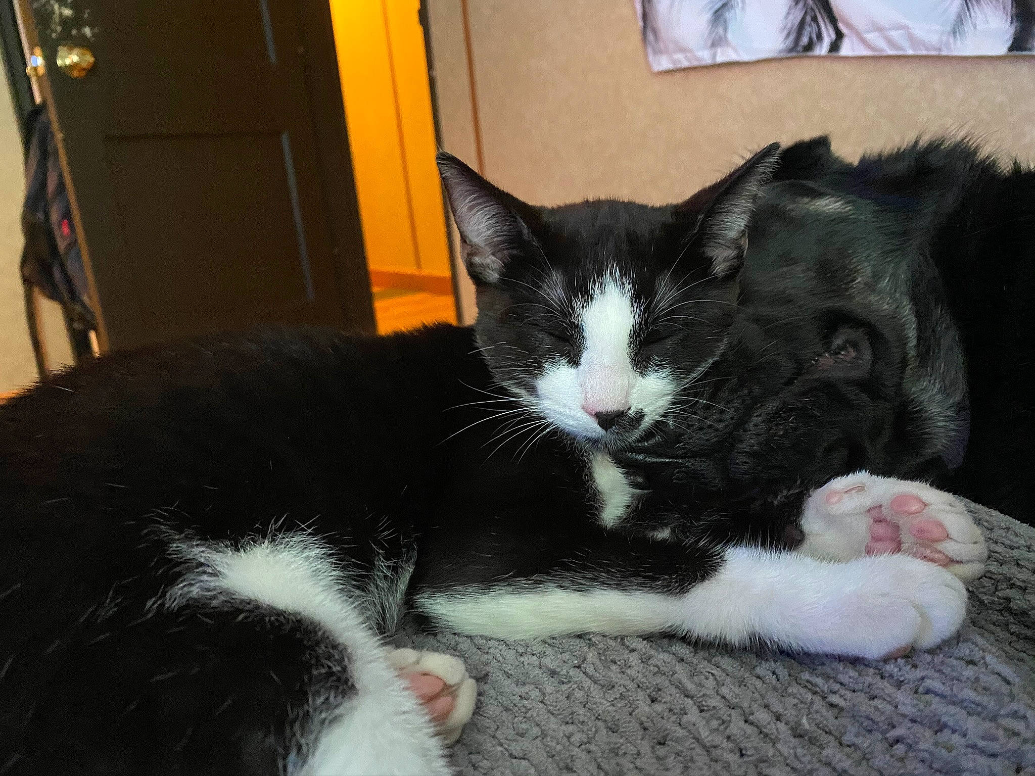 Spidey Aka Spider joined the competition — help win amazing prizes! carnivore, cat, claw, comfort, domestic_short_haired_cat, felidae, foot, fur, paw, small_to_medium_sized_cats, snout, tail, whiskers