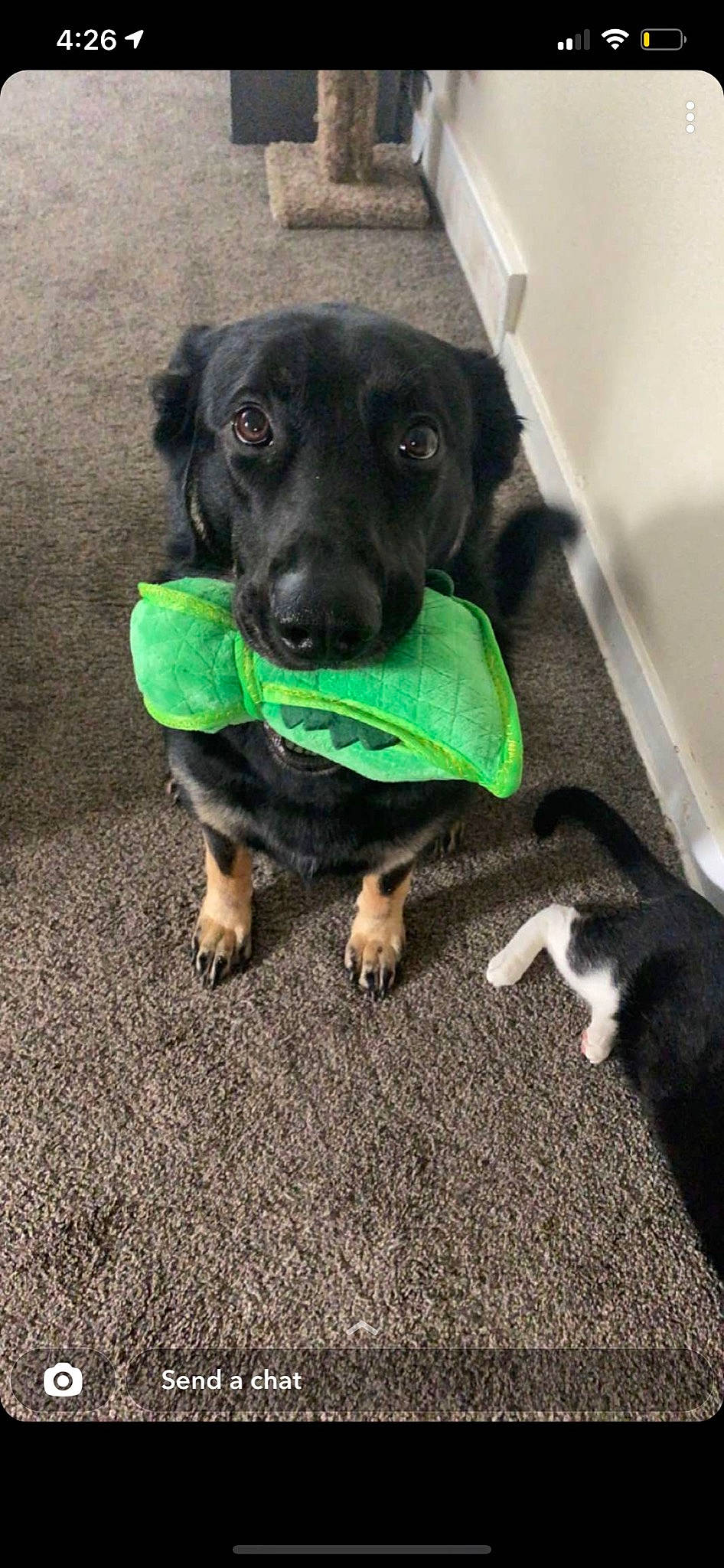 Zara joined the competition — help win amazing prizes! borador, canidae, carnivore, collar, companion_dog, dog, dog_breed, dog_collar, dog_supply, fur, guard_dog, hunting_dog, leash, personal_protective_equipment, pet_supply, sitting, sleeve, snout, sporting_group, working_animal