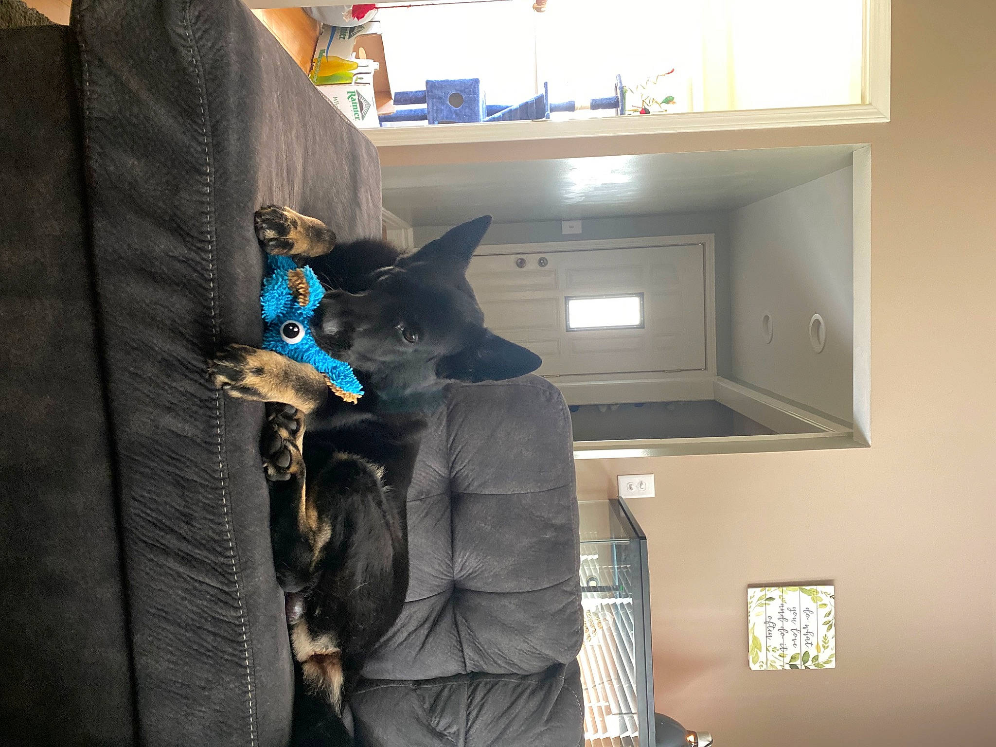 Batman joined the competition — help win amazing prizes! audio_equipment, black_cat, cabinetry, canidae, carnivore, cat, comfort, domestic_short_haired_cat, electric_blue, felidae, fur, machine, room, shelf, sitting, small_to_medium_sized_cats, sporting_group, suit, whiskers, window