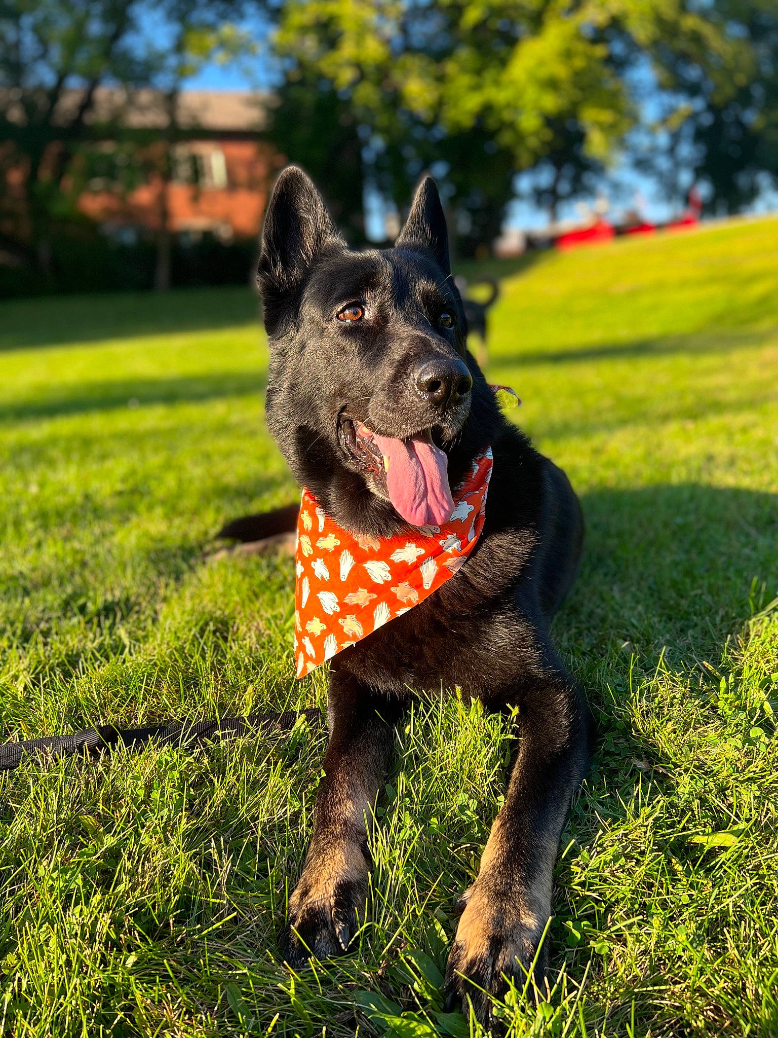 Batman joined the competition — help win amazing prizes! art, canidae, carnivore, collar, companion_dog, dog, dog_breed, dog_supply, grass, grassland, guard_dog, herding_dog, plant, recreation, snout, sporting_group, tail, tree, working_animal, working_dog