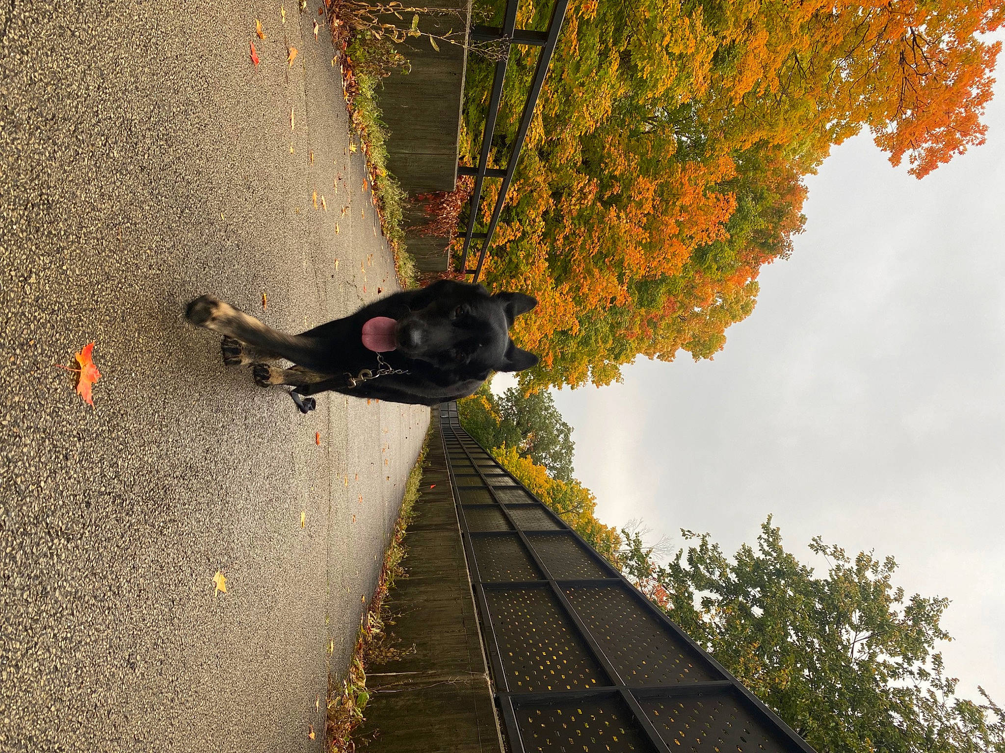 Batman is registered to the contest to win money with this photo: asphalt, branch, grass, landscape, leisure, pedestrian, people_in_nature, plant, reflection, road, road_surface, shadow, sidewalk, sky, stairs, street_light, sunlight, tints_and_shades, tree, woody_plant