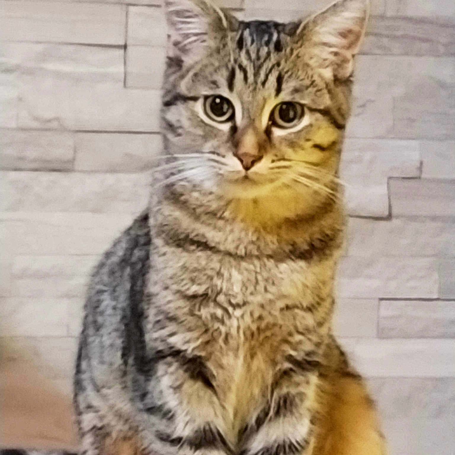 Nala