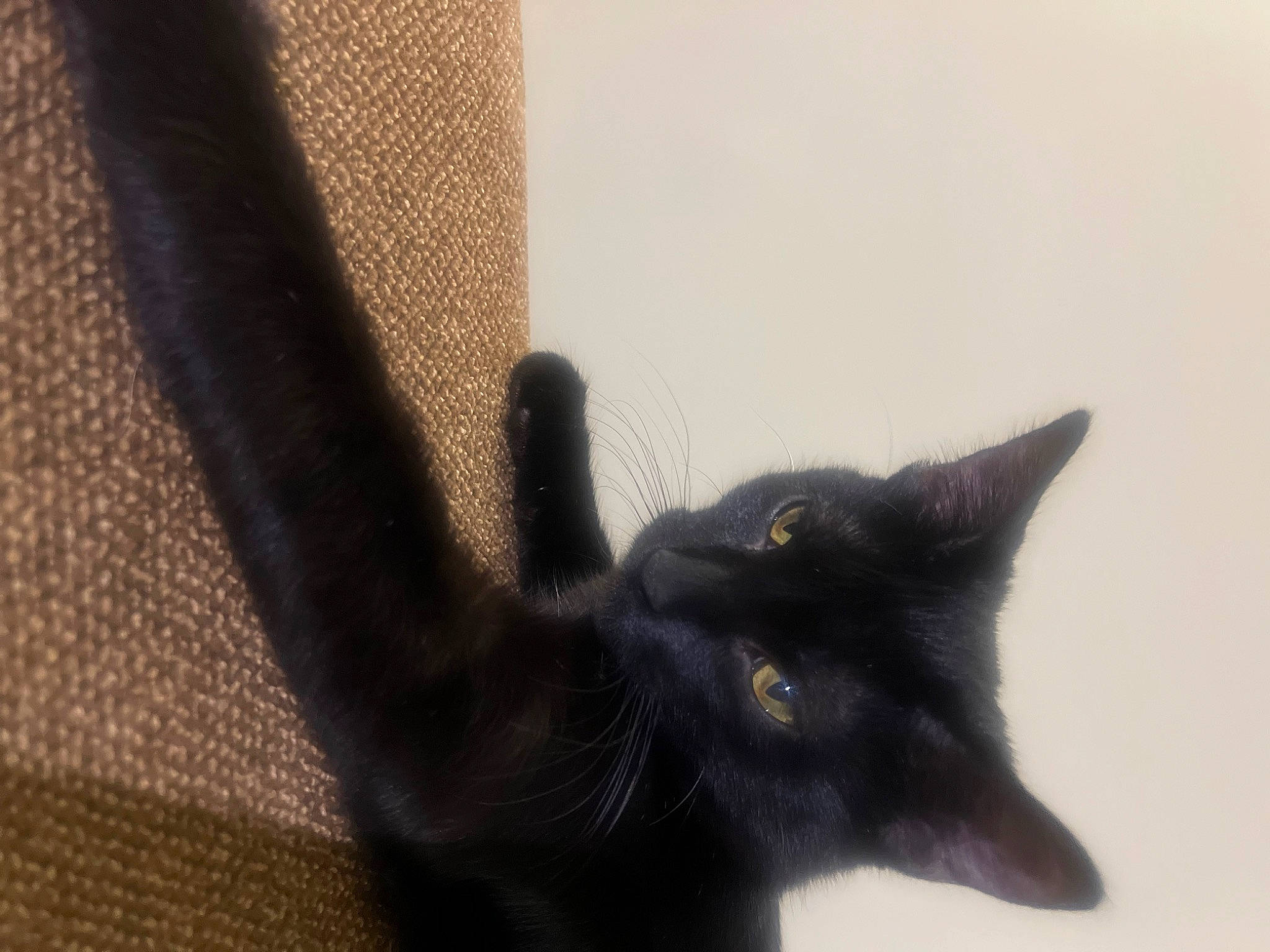 Luna is registered to the contest to win money with this photo: black_cat, bombay, carnivore, cat, claw, domestic_short_haired_cat, eye, felidae, fur, grey, paw, plant, shadow, small_to_medium_sized_cats, snout, tail, terrestrial_animal, tree, whiskers