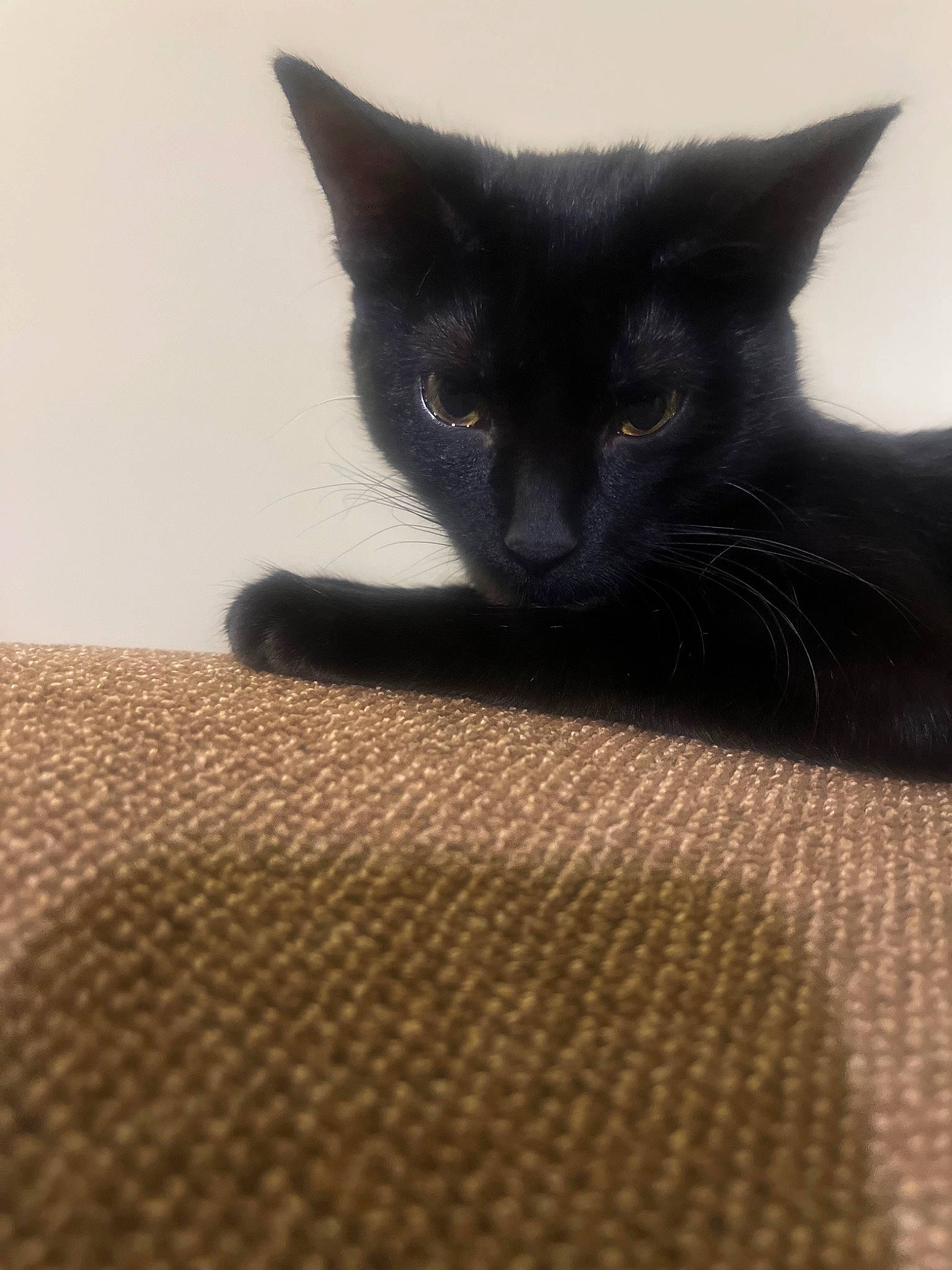 Luna is registered to the contest to win money with this photo: black_cat, bombay, carnivore, cat, domestic_short_haired_cat, felidae, flooring, fur, grey, paw, small_to_medium_sized_cats, snout, tail, terrestrial_animal, whiskers