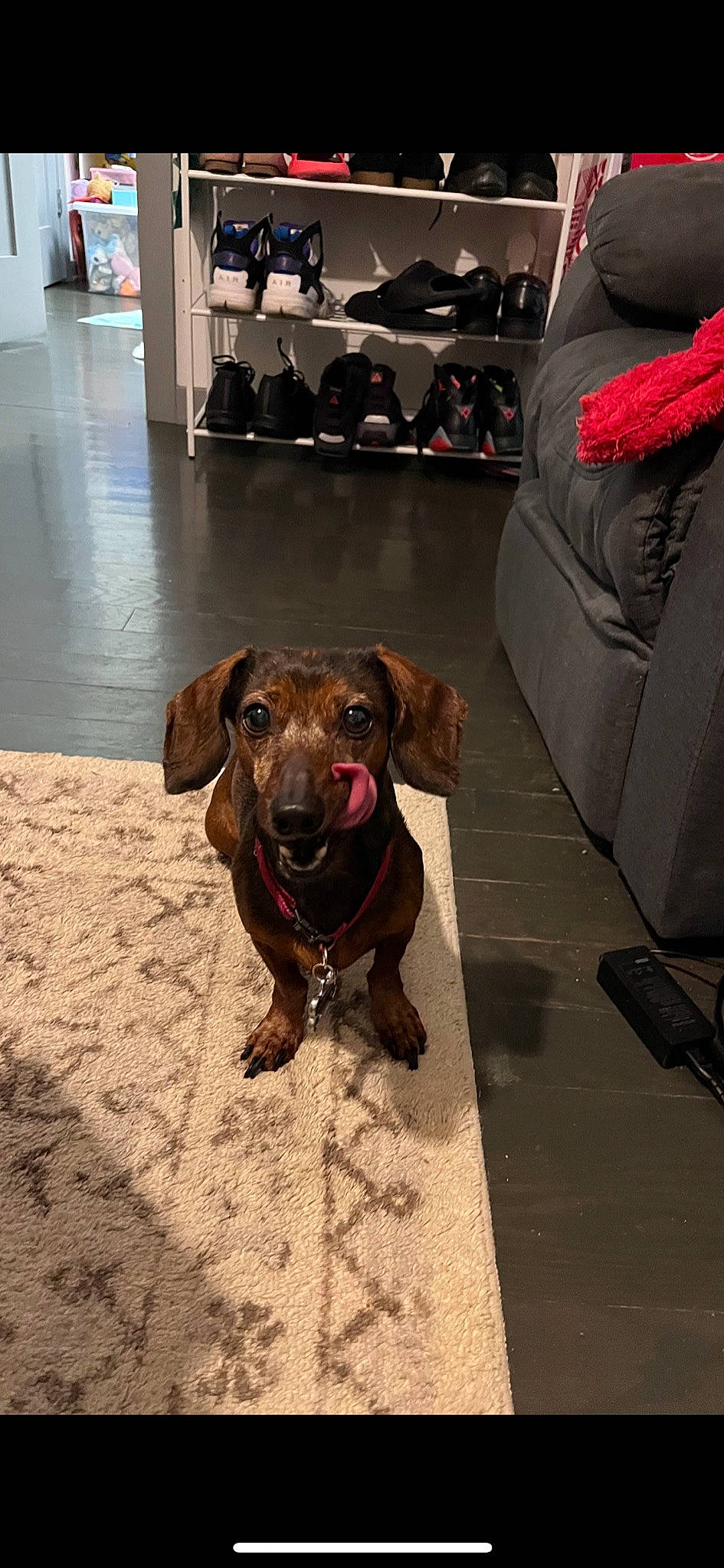 Clover is registered to the contest to win money with this photo: bag, canidae, carmine, carnivore, collar, companion_dog, dog, dog_breed, dog_collar, fawn, floor, flooring, fur, leash, liver, luggage_and_bags, shelf, snout, sporting_group, working_animal