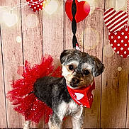 Bellatrix joined the competition — help win amazing prizes! dog, tutu, bandana, heart, decorations, wooden_floor, wooden_wall, valentines_day, festive, pet, cute, small_dog, costume, indoor, leash, lights, red, white, portrait, adorable