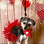 adorable, bandana, costume, cute, decorations, dog, festive, heart, indoor, leash, lights, pet, portrait, red, small_dog, tutu, valentines_day, white, wooden_floor, wooden_wall