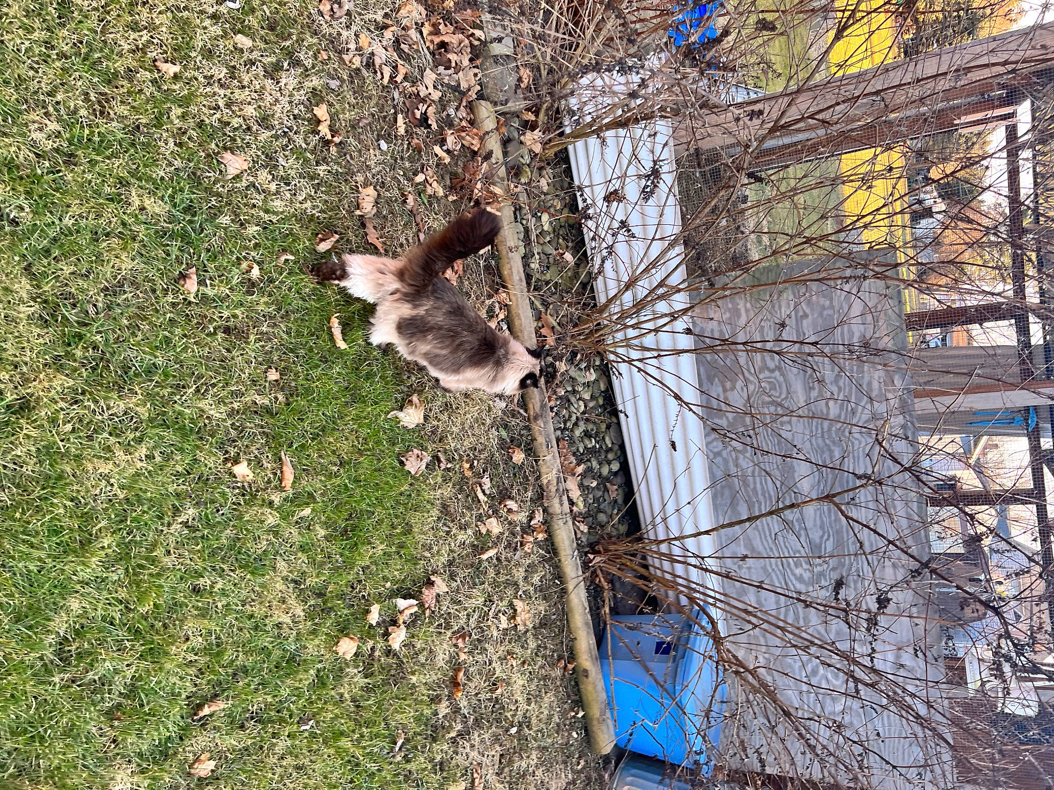 Krishna joined the competition — help win amazing prizes! branch, building, electricity, grass, grey_squirrel, groundcover, landscape, overhead_power_line, plant, public_utility, road_surface, shadow, soil, tail, tree, trunk, twig, wildlife, winter, wood