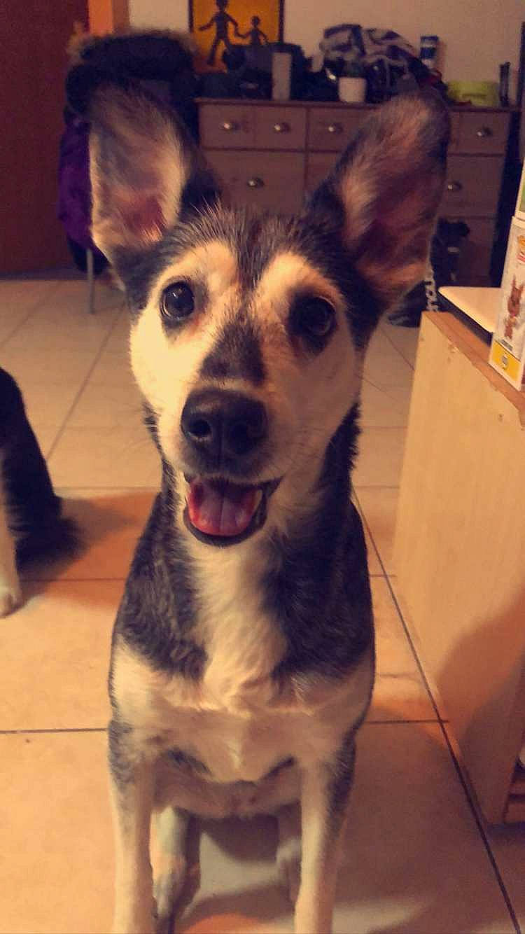 Akita participe au concours pour gagner de l'argent avec cette photo : ancient_dog_breeds, canidae, carnivore, companion_dog, dog, dog_breed, ear, east_european_shepherd, fawn, flooring, fur, happy, herding_dog, jaw, paw, snout, street_dog, whiskers, working_animal, working_dog