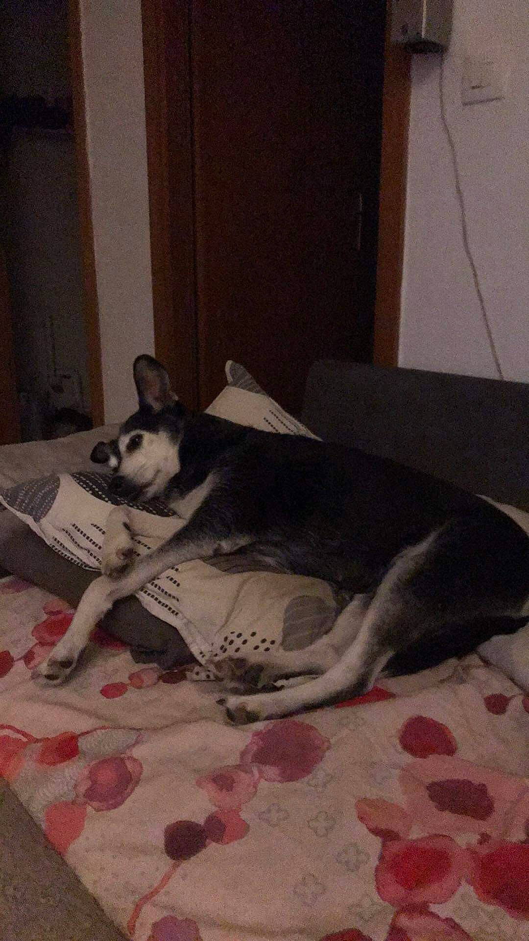 Akita a rejoint le concours — aidez-le/la à gagner de superbes lots ! art, carnivore, comfort, companion_dog, dog, dog_breed, fawn, felidae, floor, flooring, grey, hardwood, linens, paw, small_to_medium_sized_cats, snout, sporting_group, tail, toy_dog, whiskers