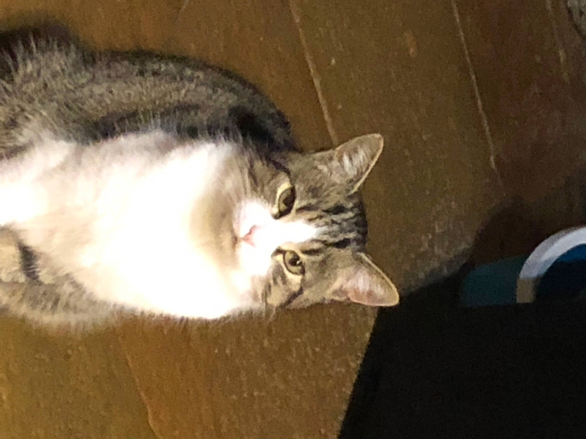 Elsa a rejoint le concours — aidez-le/la à gagner de superbes lots ! carnivore, cat, domestic_short_haired_cat, door, felidae, fur, mammal, paw, small_to_medium_sized_cats, snout, tail, whiskers, window, wood