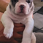 Duke joined the competition — help win amazing prizes! puppy, dog, french_bulldog, pet, animal, cute, ears, paws, hands, portrait, indoor, fur, white, gray, wrinkles, closeup, young, looking, sitting, adorable