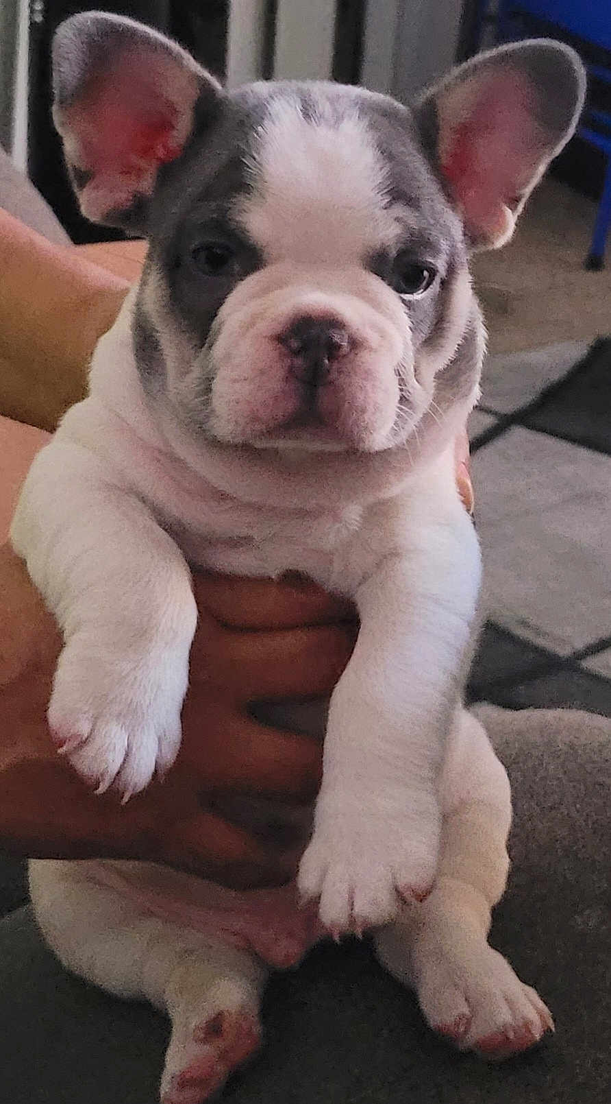 Duke