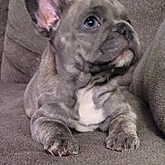 Blue joined the competition — help win amazing prizes! puppy, dog, french_bulldog, brindle, couch, pet, canine, young, fur, ears, eyes, cute, domestic_animal, animal, mammal, indoor, resting, snout, paw, companion