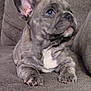 puppy, dog, french_bulldog, brindle, couch, pet, canine, young, fur, ears, eyes, cute, domestic_animal, animal, mammal, indoor, resting, snout, paw, companion