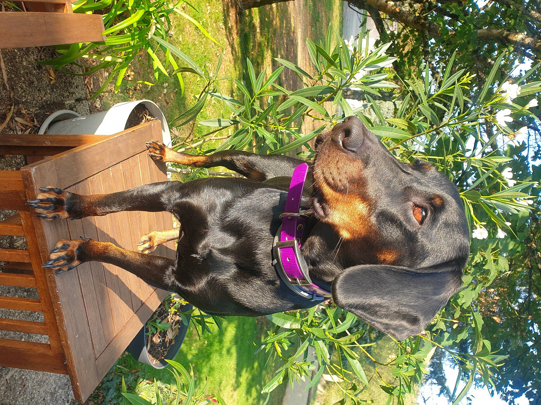 Rustine Chien Courant Polonais