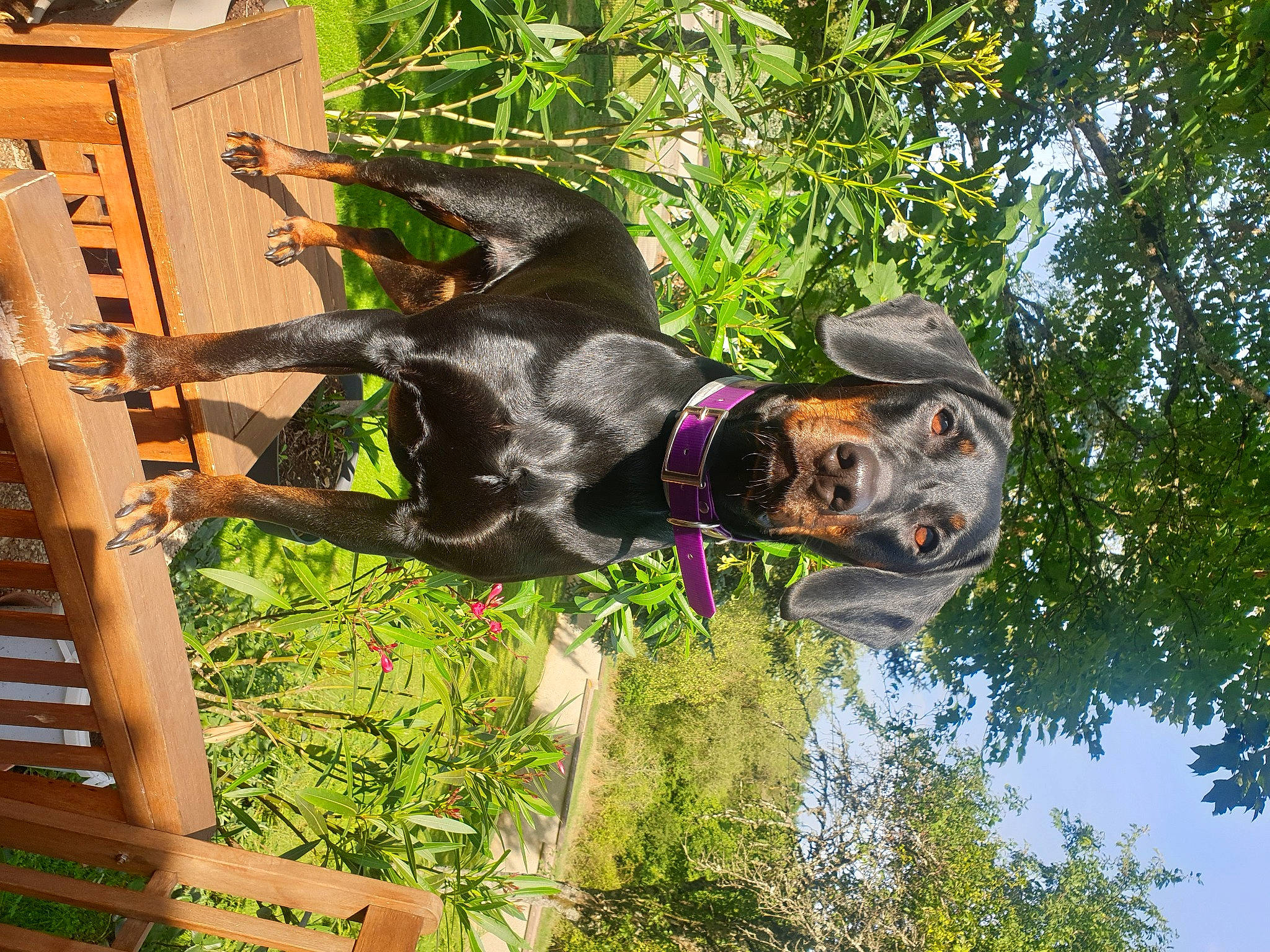 Rustine Chien Courant Polonais participe au concours pour gagner de l'argent avec cette photo : biting, canidae, carnivore, collar, dog, dog_breed, fawn, grass, guard_dog, leisure, pet_supply, plant, snout, sporting_group, tree, water, wildlife, wood, working_animal, working_dog