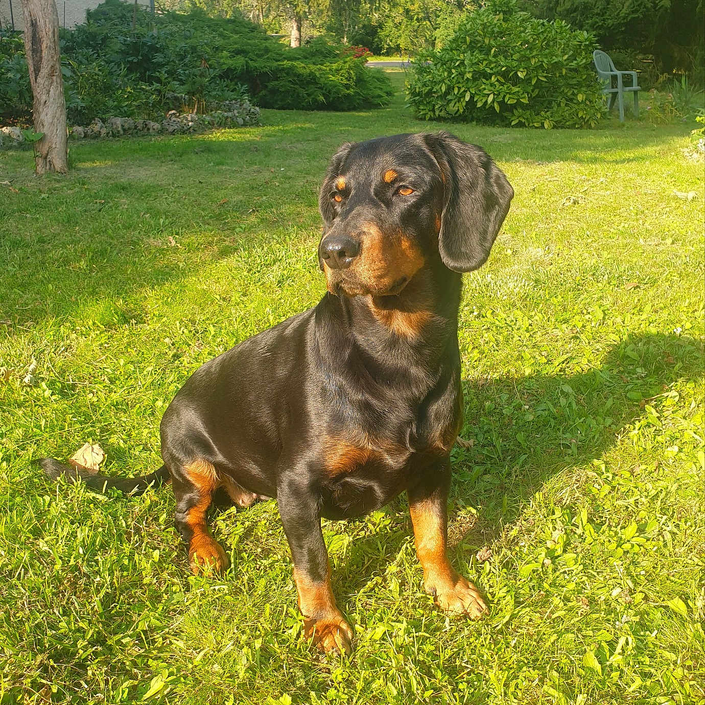 Laika