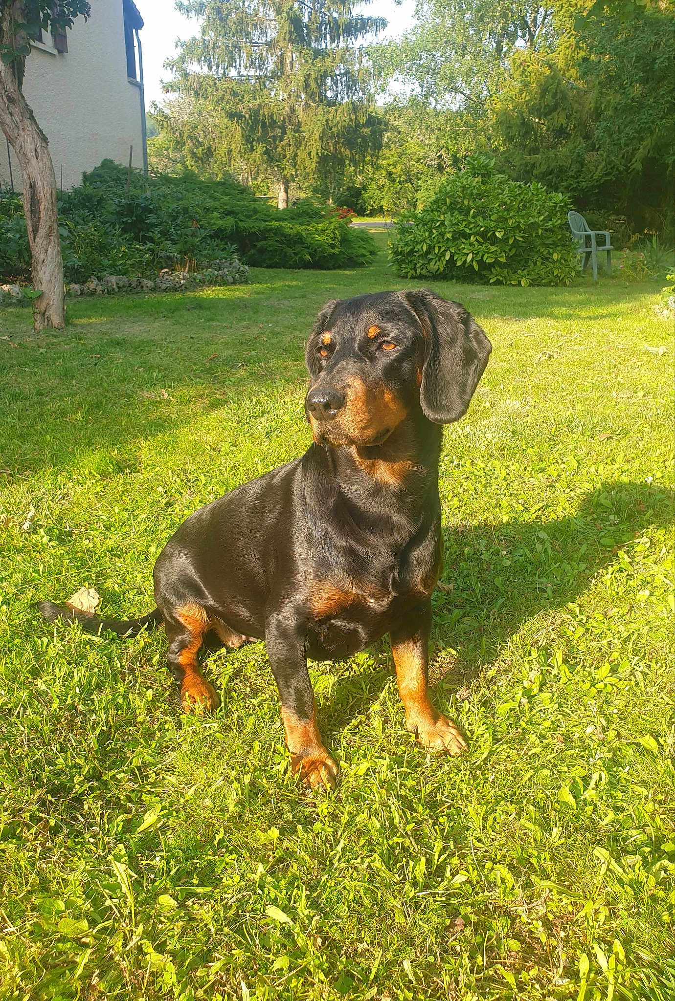 Laika