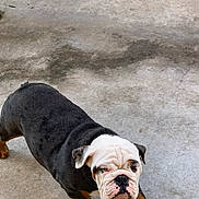 Al Capone joined the competition — help win amazing prizes! bulldog, dog, pet, animal, canine, walking, concrete, outdoor, fur, black, white, brown, paw, snout, ears, wrinkles, portrait, mammal, companion, cute