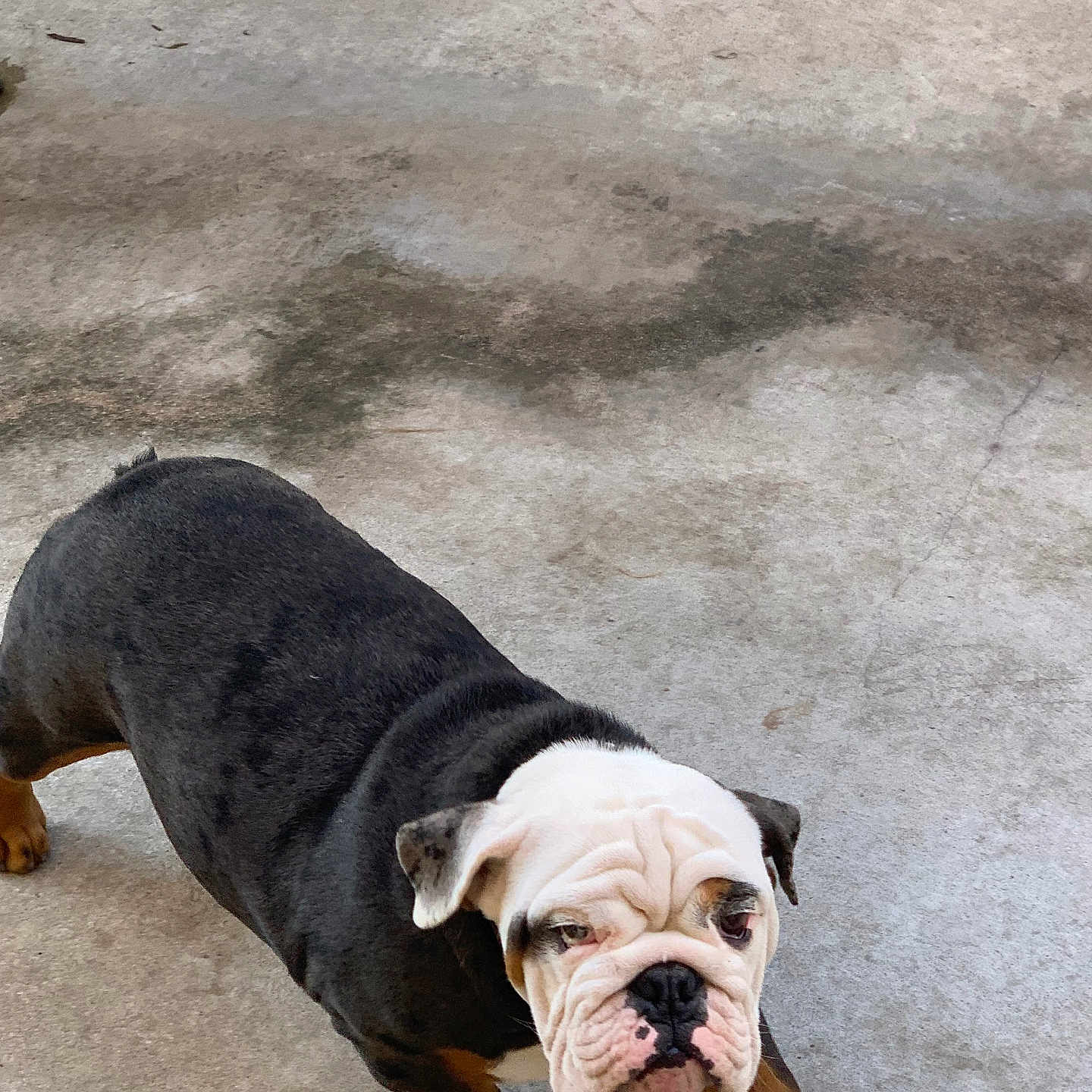 Al Capone joined the competition — help win amazing prizes! animal, black, brown, bulldog, canine, companion, concrete, cute, dog, ears, fur, mammal, outdoor, paw, pet, portrait, snout, walking, white, wrinkles