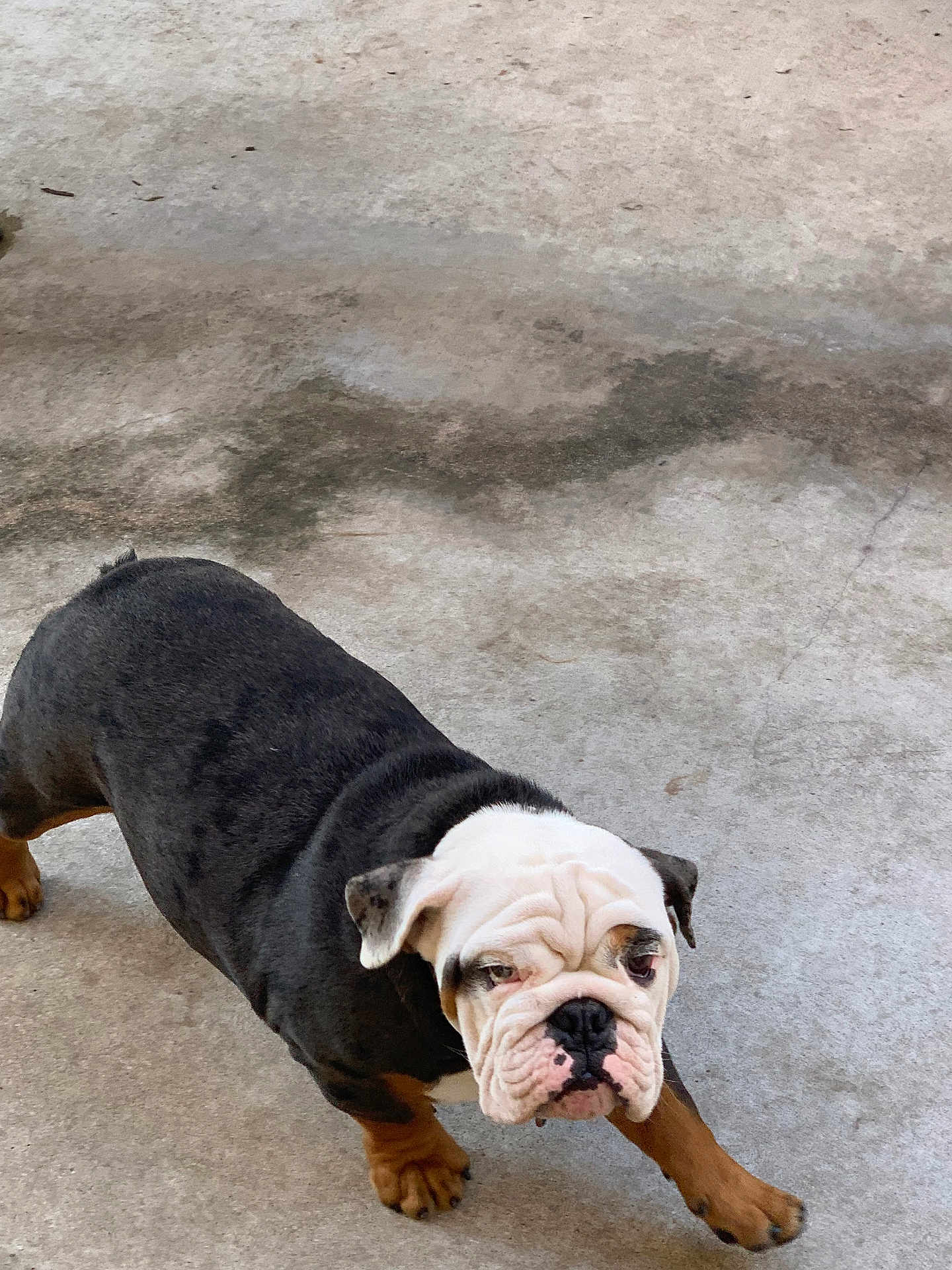 Al Capone joined the competition — help win amazing prizes! bulldog, dog, pet, animal, canine, walking, concrete, outdoor, fur, black, white, brown, paw, snout, ears, wrinkles, portrait, mammal, companion, cute