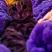 Sahara joined the competition — help win amazing prizes! cat, tabby, pet, animal, feline, purple_blanket, cozy, soft_texture, closeup, whiskers, ears, indoor, relaxed, cute, fur, sleepy, comfort, bed, snuggle, resting