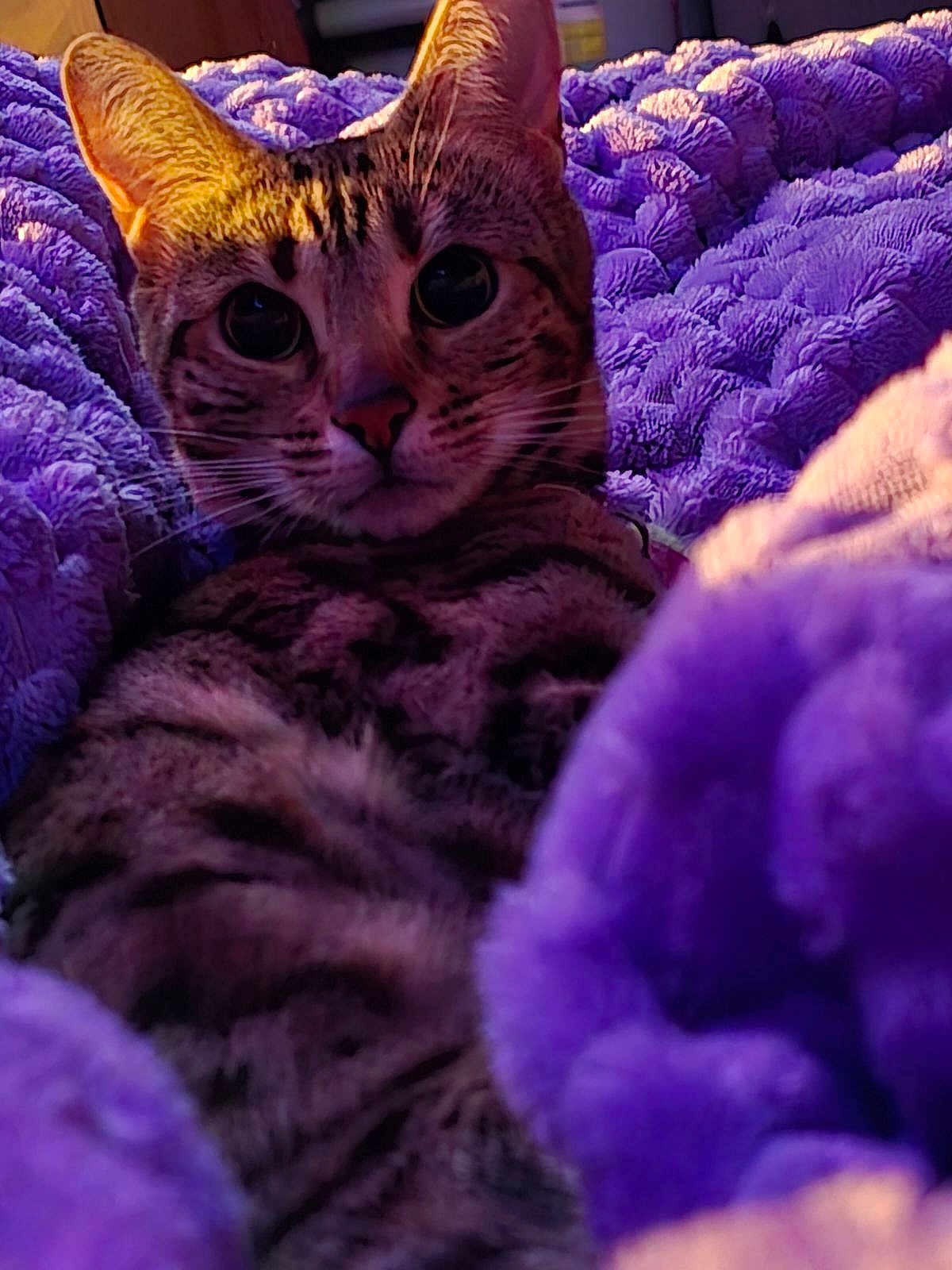 Sahara