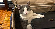 Jr is registered to the contest to win money with this photo: cat, suitcase, indoor, furniture, wood_floor, grey_and_white_cat, pet, looking_up, curious, domestic_cat, open_suitcase, relaxed, home, cozy, animal, fur, whiskers, paw, zipper, black_bag