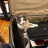 cat, suitcase, indoor, furniture, wood_floor, grey_and_white_cat, pet, looking_up, curious, domestic_cat, open_suitcase, relaxed, home, cozy, animal, fur, whiskers, paw, zipper, black_bag