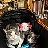 Jr joined the competition — help win amazing prizes! cat, cats, stroller, plush_toy, blanket, indoor, pet, feline, grey_cat, white_cat, cozy, snuggling, toy, pink_toy, pets, domestic_animal, animal, resting, cute, comfortable