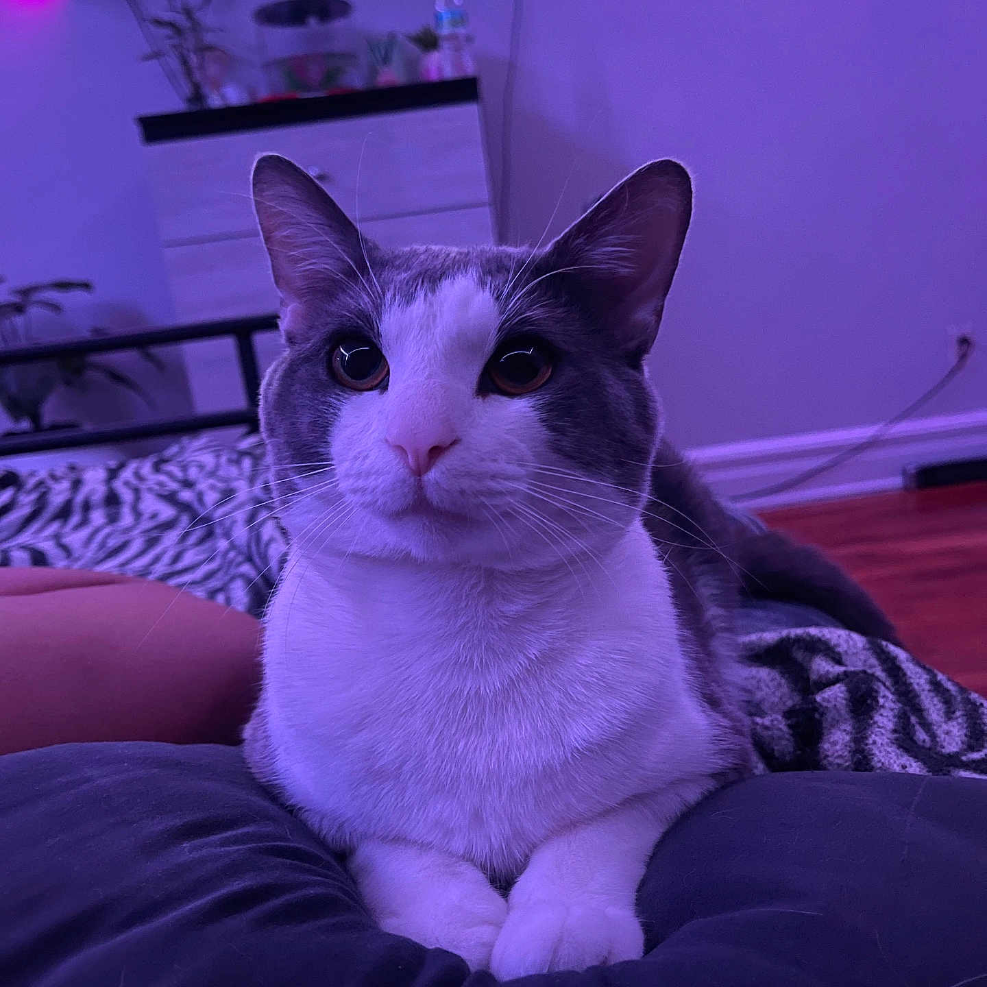 Jr is registered to the contest to win money with this photo: cat, gray_and_white, indoor, cushion, furniture, painting, plant, dressed_room, relaxed, pet, animal, portrait, whiskers, ears, floor, wall, lighting, cozy, resting, home