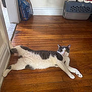 Jr is registered to the contest to win money with this photo: cat, gray_and_white, stretching, wooden_floor, pet_food, pet_carrier, indoor, relaxed, household, flooring, wall, doorframe, domestic_cat, feline, animal, resting, paw, whiskers, ears, cute