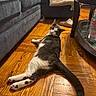 Jr joined the competition — help win amazing prizes! cat, gray_and_white, wooden_floor, couch, plush_toy, blanket, slippers, coffee_table, indoor, relaxed, pet, feline, curious, home, living_room, flooring, looking_back, domestic_animal, fur, tail