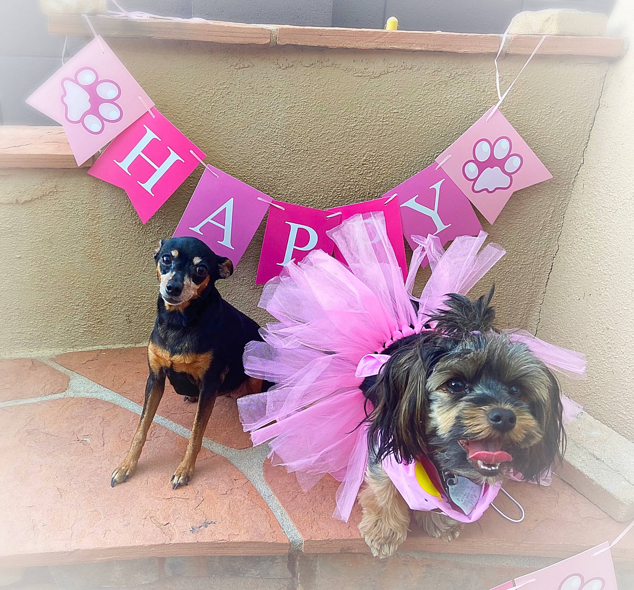 Miracle joined the competition — help win amazing prizes! canidae, carnivore, companion_dog, dog, dog_breed, dog_clothes, love, morkie, pink, puppy, puppy_love, sporting_group